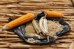 Peasant seeds | Semences paysannes (c) Carla Sarrouy Kay / ASPSP