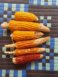 Local corn varieties | Variétés locales de maïs (c) Carla Sarrouy Kay / ASPSP